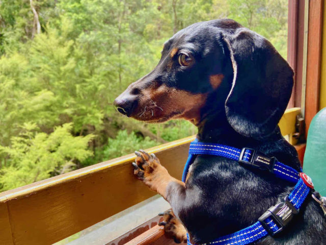 Walhalla Goldfields Railway with Dog