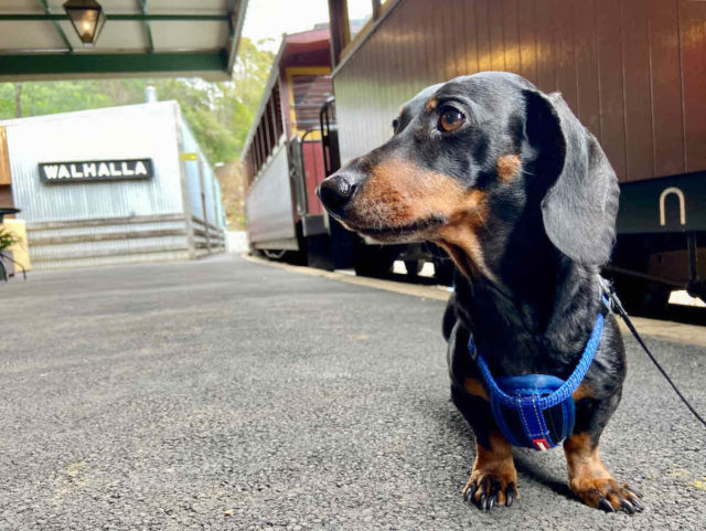 Walhalla Station with Dog