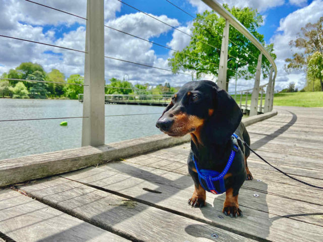 Walking along Lake Weerona with Dog