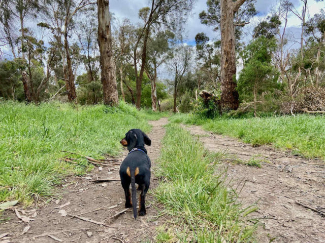 Walking in Briars Community Forest