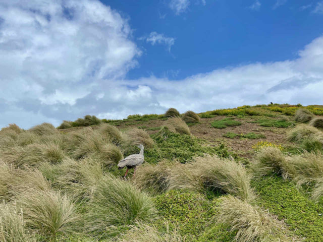 Cape Barren Goose at Summerlands