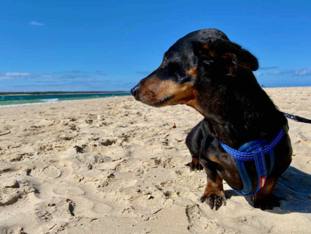 Dog-Friendly Beachfront Campgrounds Australia