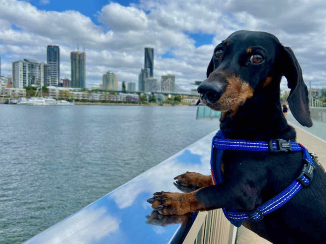 Dog-Friendly Day Trips Brisbane