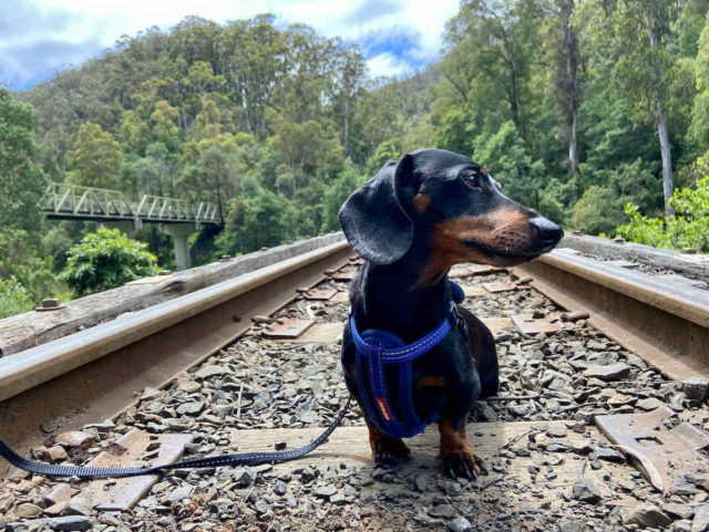 Dog-Friendly Historic Train Rides Australia