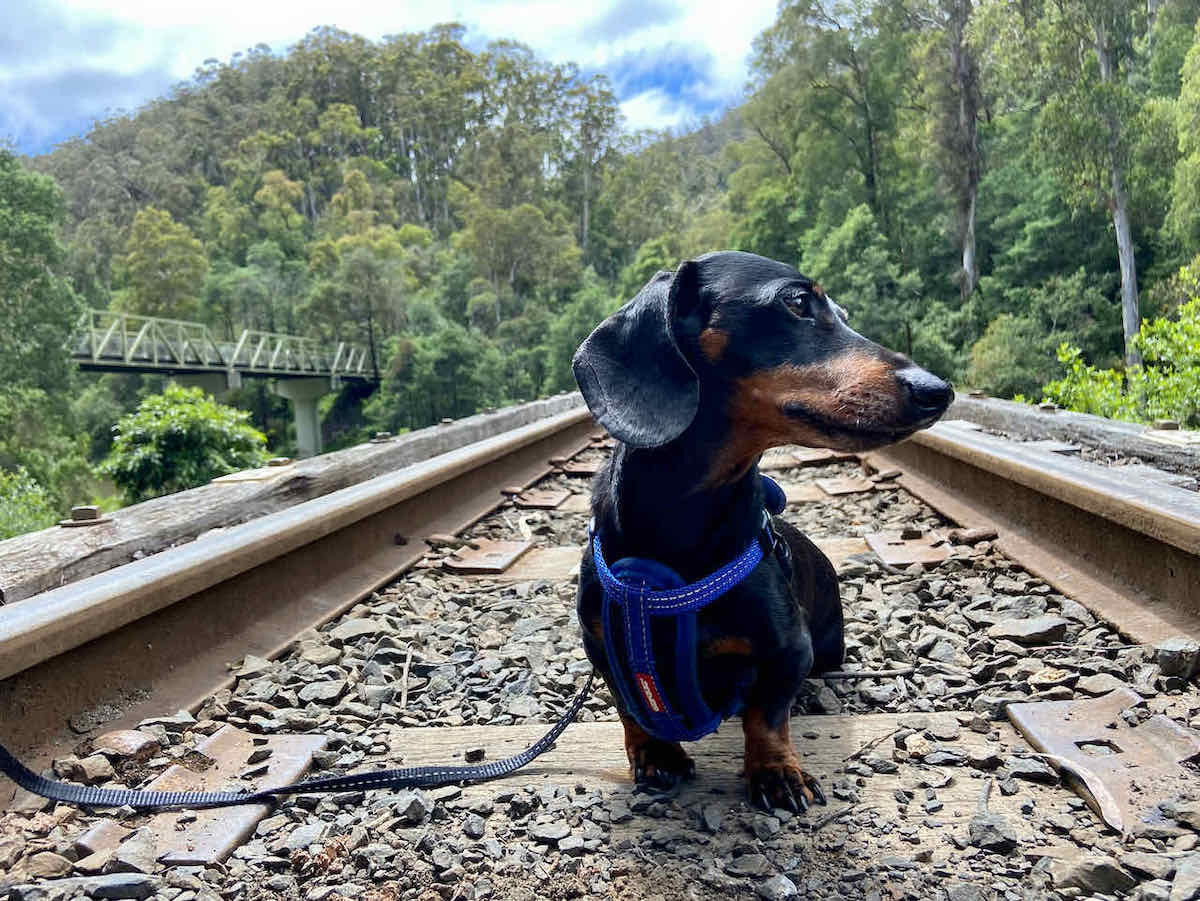 12 DogFriendly Historic Train Rides in Australia Travelnuity