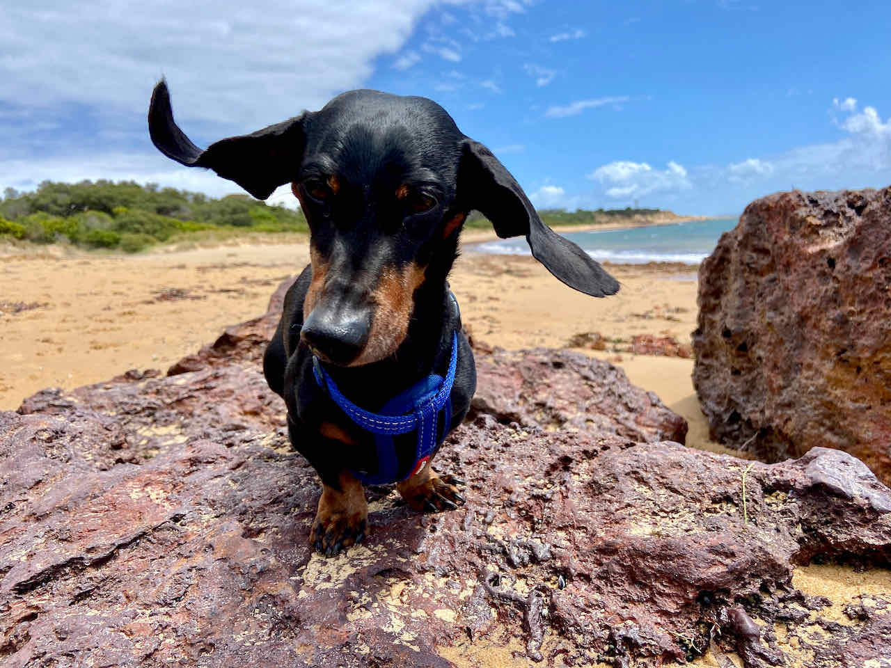 DogFriendly Phillip Island, VIC Visiting with a Dog Travelnuity