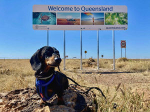 Dog-Friendly Queensland