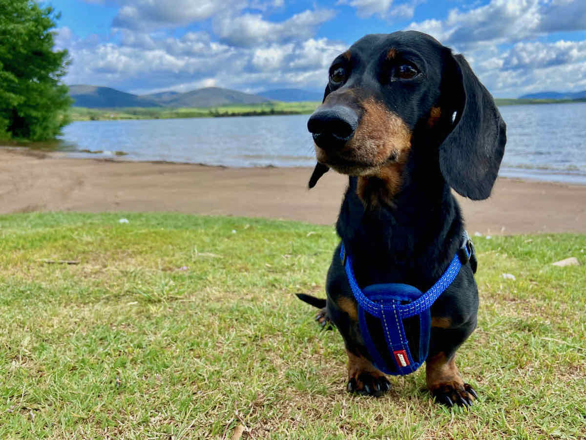 DogFriendly Snowy Mountains, NSW Visiting with a Dog Travelnuity