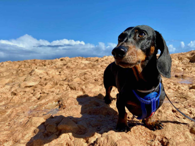 Dog-Friendly Western Australia