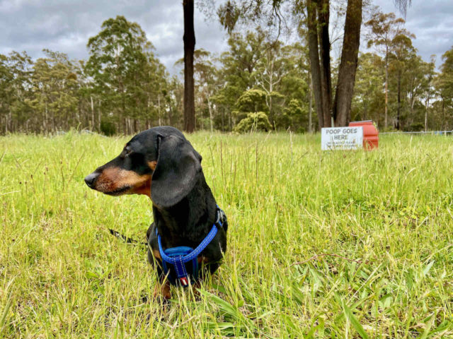 Dog at Brackenbush Unleashed