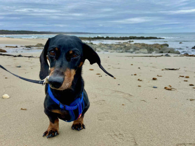 Dog at Cape Conran Coastal Park