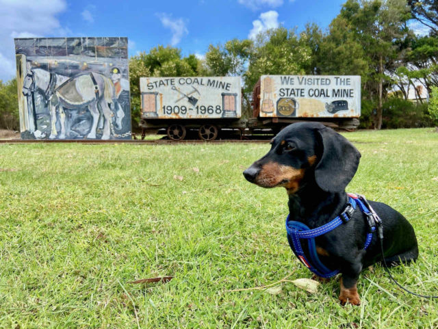 Dog at Wonthaggi State Coal Mine