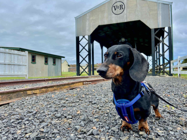 Dog at Wonthaggi State Coal Mine with Locomotive