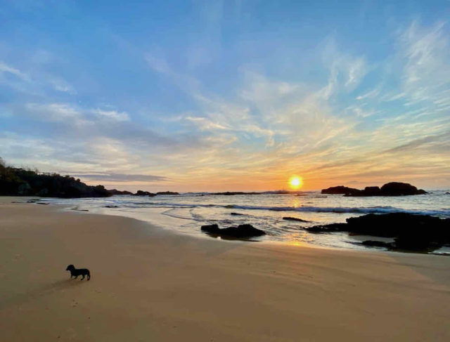 Dog on Mystery Bay Beach