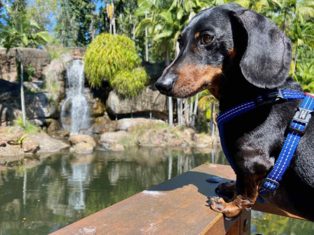 Kershaw Gardens Dog Looking at Waterfall