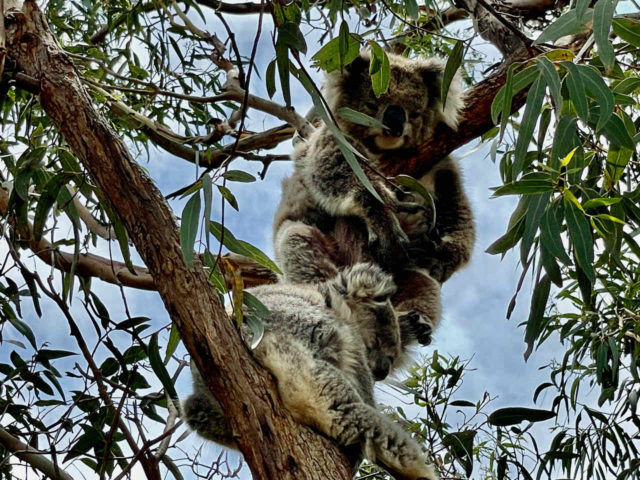 Koalas on Raymond Island