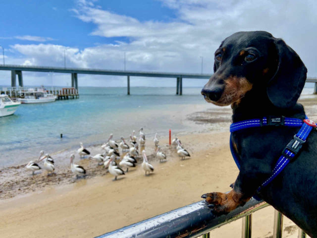 Looking at the Pelicans in San Remo