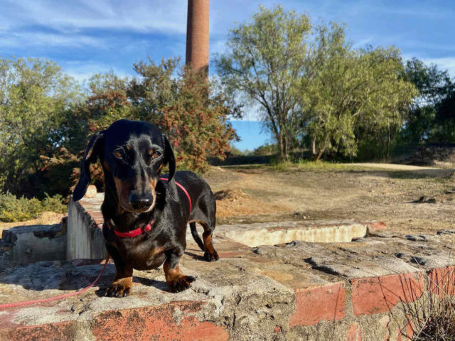 Dog at Maldon ruins