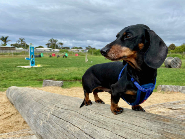 Palmers Road Fenced Dog Park