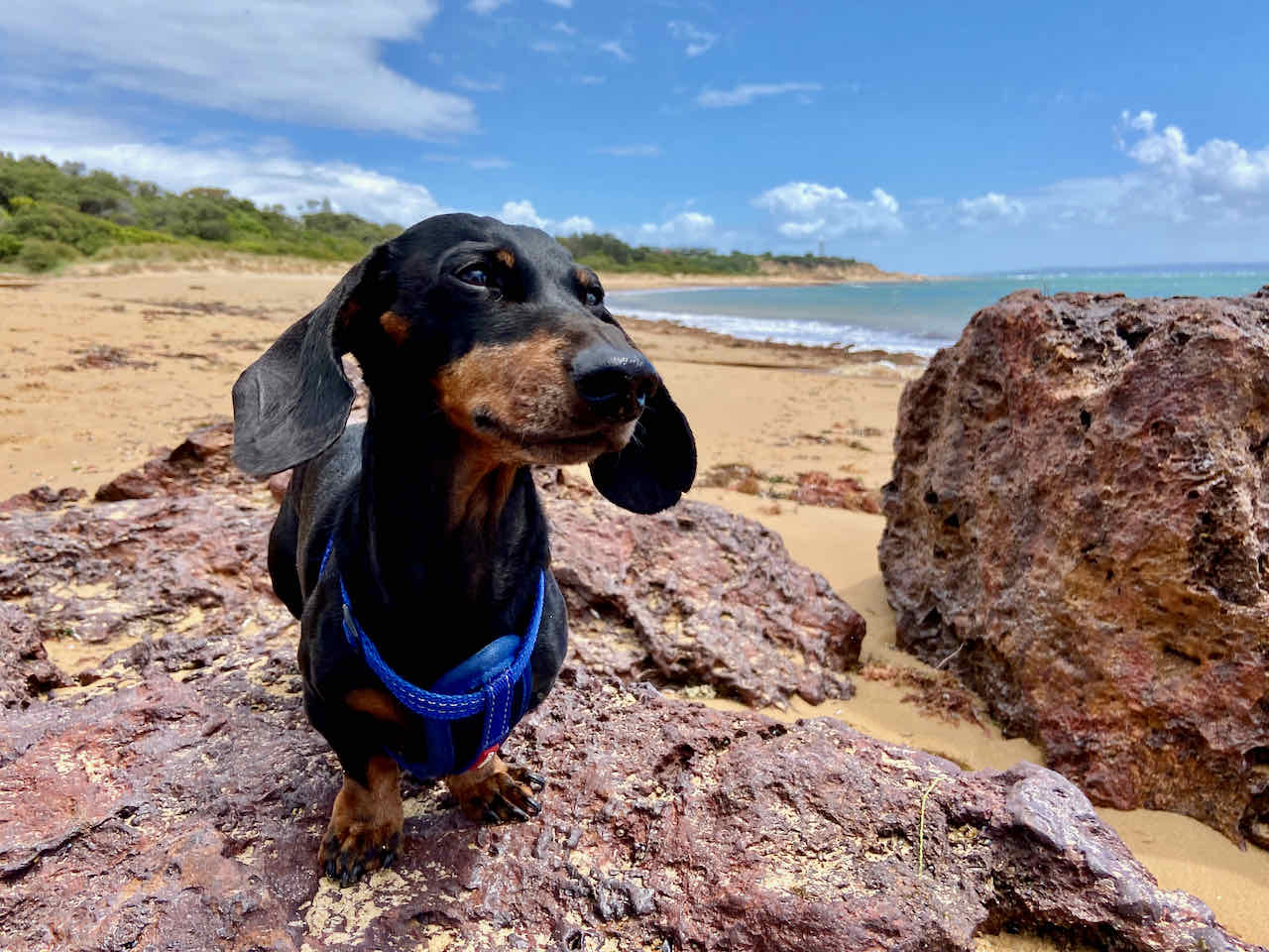Visiting Phillip Island Dog Beach with a Dog Travelnuity