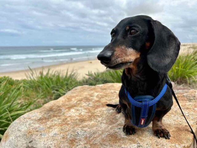 Birubi Beach with Dog