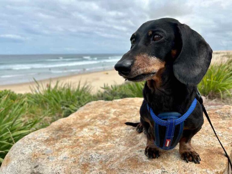 DogFriendly Port Stephens, NSW Visiting with a Dog Travelnuity