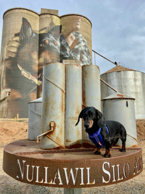 Nullawil Silo Art with Dog