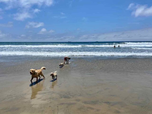 Dogs on Huntington Dog Beach