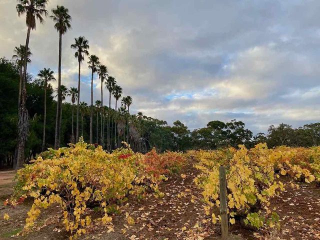 Barossa Valley Vineyards