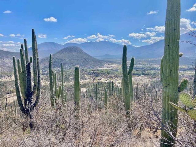 Cacti in Mexico