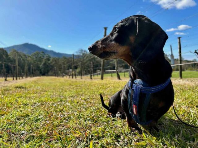 Cambewarra Estate with Dog