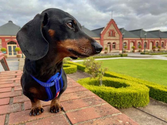 Dog-Friendly Barossa Valley