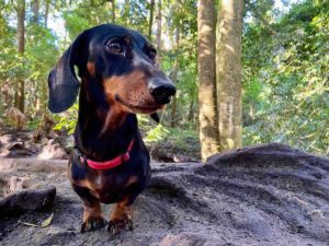 Dog-Friendly Bushwalks NSW