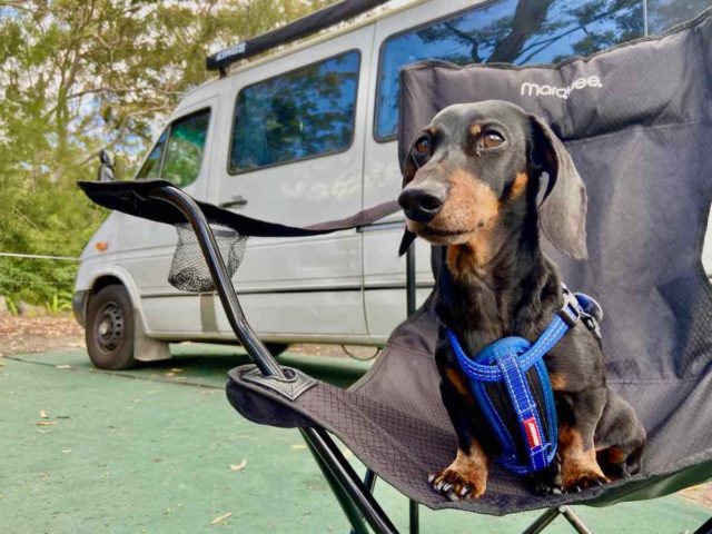 Dog-Friendly Caravan Parks NSW