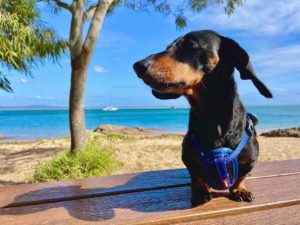 Dog-Friendly Caravan Parks Queensland
