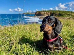Dog-Friendly Coastal Walks NSW