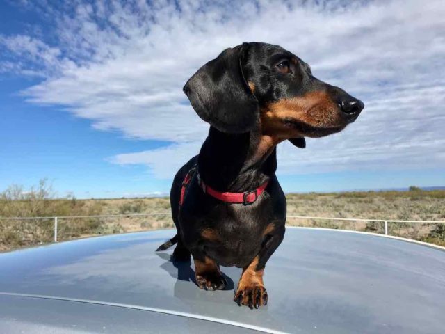 Dog on Car in Texas
