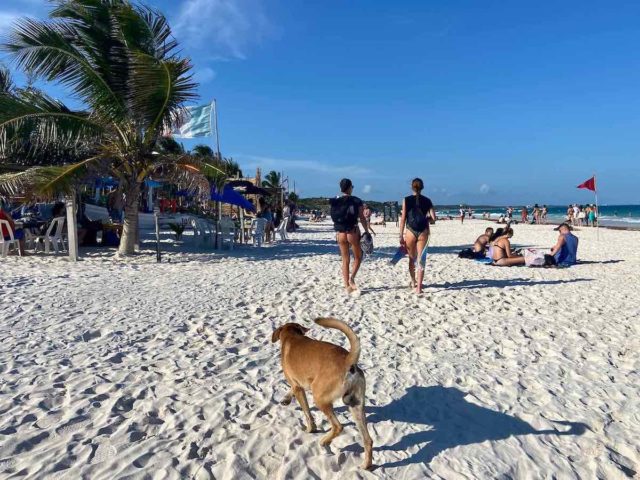 Dog on Tulum Beach