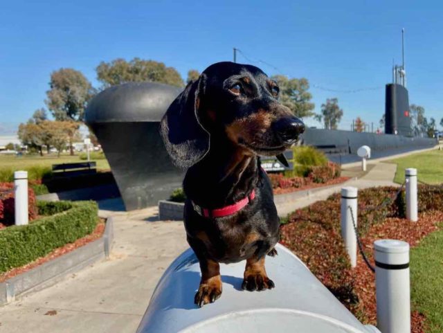 HMAS Otway Submarine Holbrook with Dog