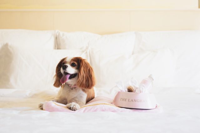 Pampered Pets Langham