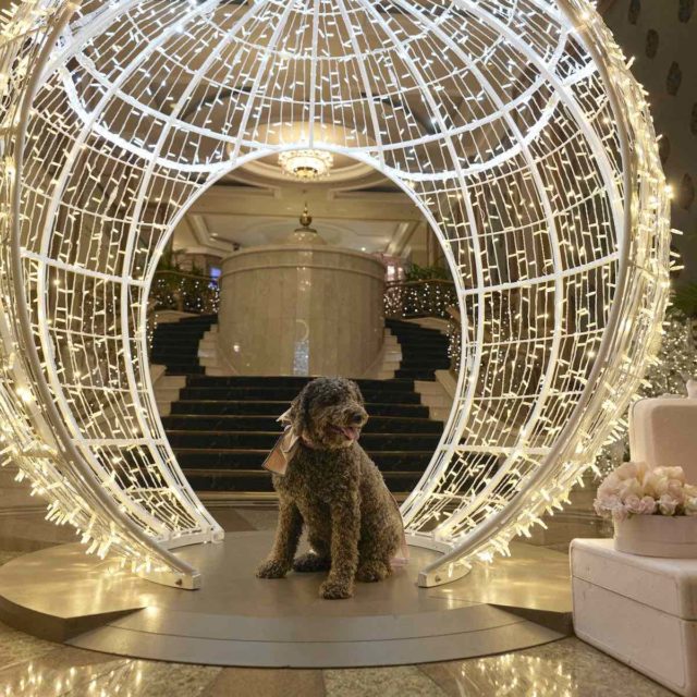 Langham Melbourne - Pampered Pets Staycation