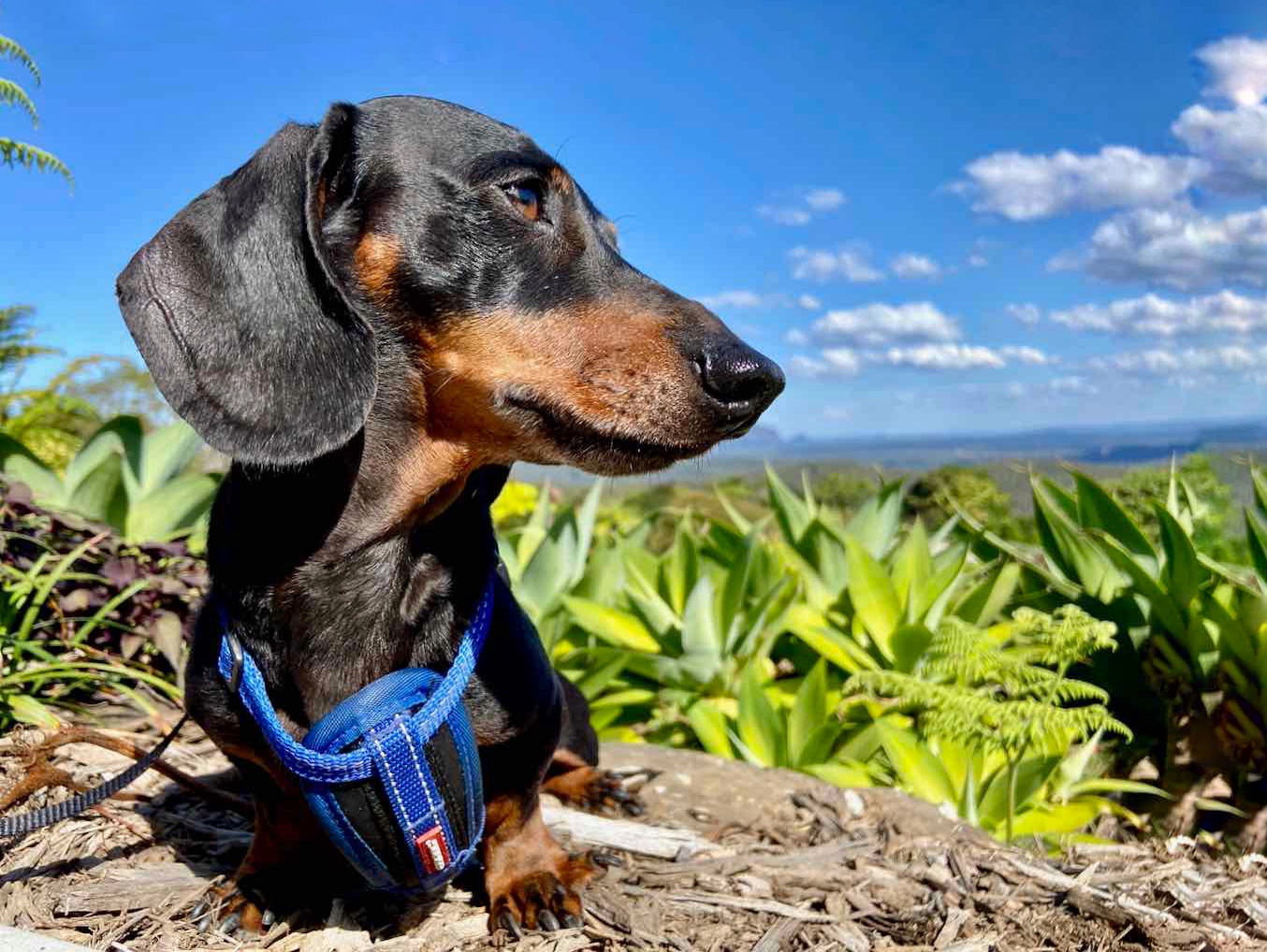 7 Top PetFriendly Places to Stay on the Sunshine Coast Travelnuity