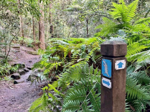 Platypus Track with Ferns and Sign