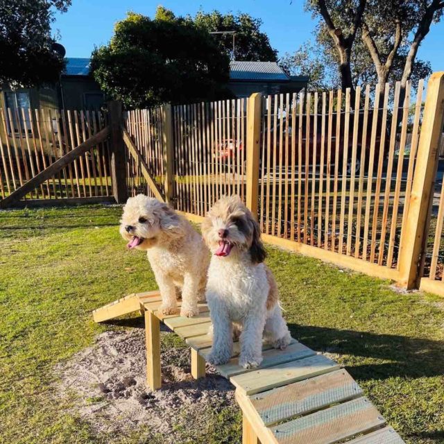 Dog Off-Leash Area at Reflections Lennox Head with dogs