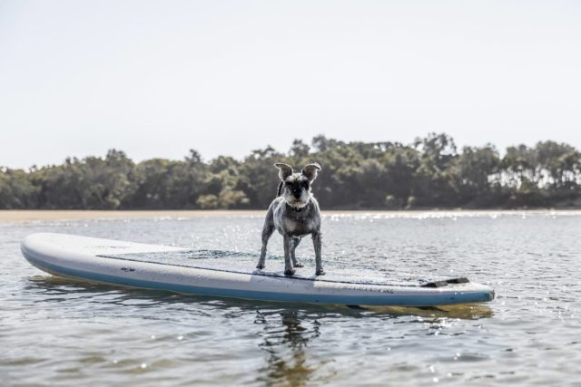 Reflections Moonee Beach Dog on SUP