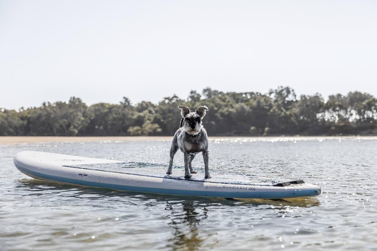 12 Extra DogFriendly Caravan Parks in NSW Travelnuity