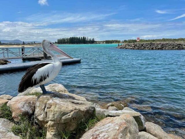 Lake Illawarra with Pelican