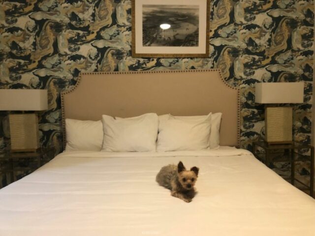 Dog-friendly hotel in New Orleans