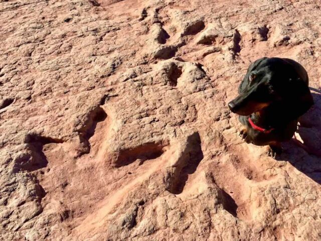 Dinosaur Footprints Arizona witih Dog