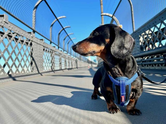 Dog on Sydney Harbour Bridge